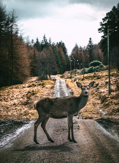 白天路上的棕色鹿